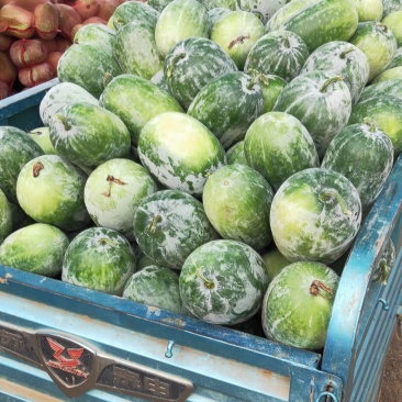 精品水果冬瓜，小棒冬瓜，品质好，欢迎联系