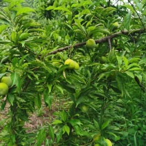 巴山脆李