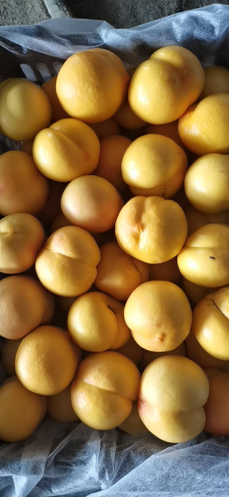 辽宁大连陆地黄桃大量有货，质量杠杠滴，有量可以联系