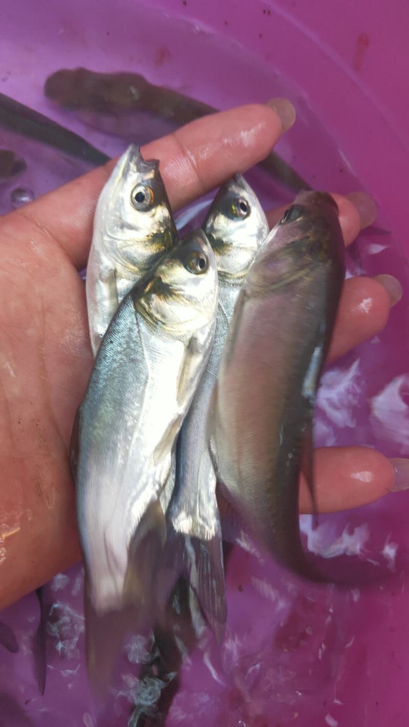 白鲢鱼苗产地直销批发大量现货供应