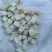 茯苓陕西无硫茯苓丁，一公分大小无粉沫，颜色白干度足。