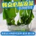 网红同款盐渍裙带菜餐桌必备凉菜嫩海带叶5斤包邮