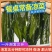 网红同款盐渍裙带菜餐桌必备凉菜嫩海带叶5斤包邮
