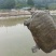 甲鱼
