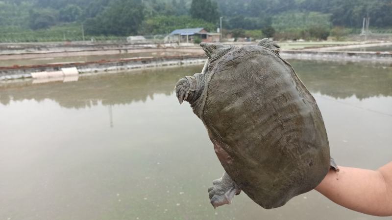 甲鱼