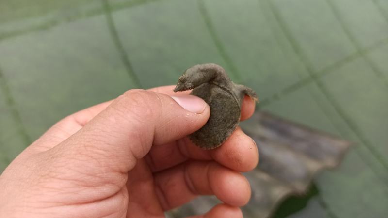 甲鱼