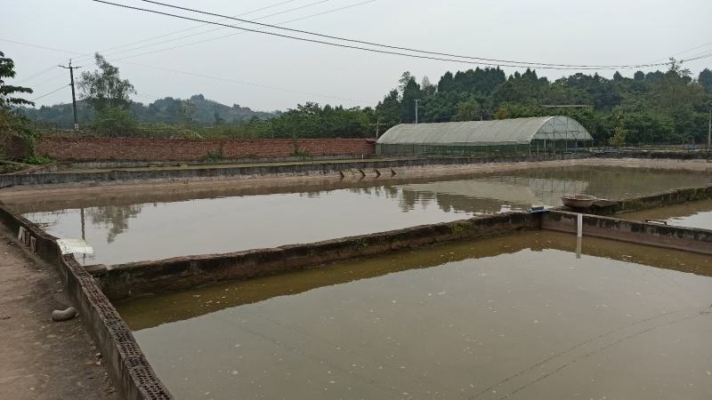 甲鱼