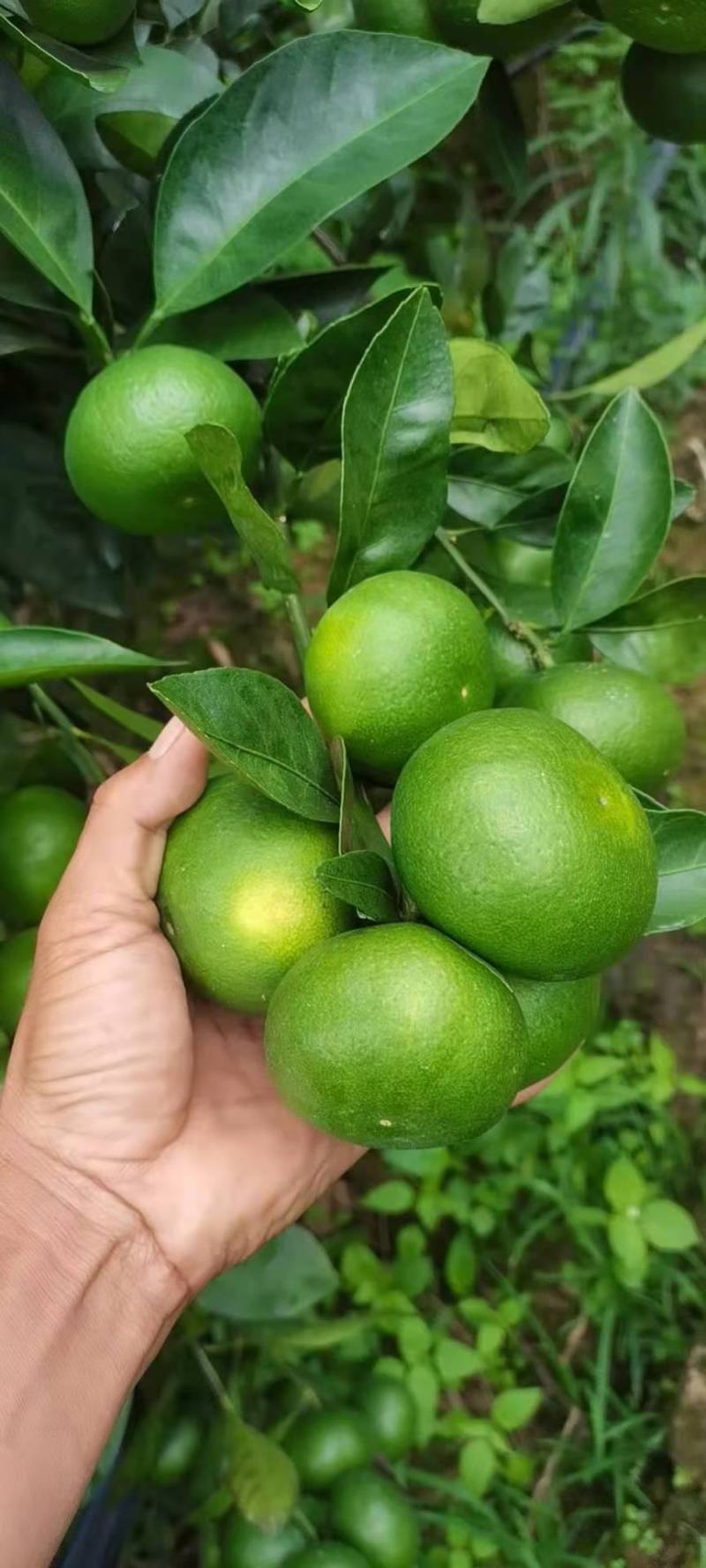 云南蜜桔，大量上市中可供电商，发市场，货源充足……