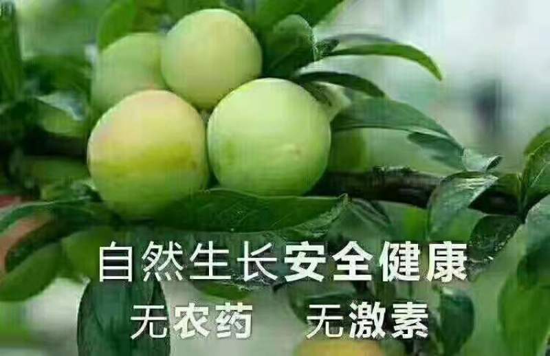 茂县清脆李即将上市，果子漂亮，寻求合作，欢迎来电咨询