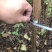 江西九江重阳木培育基地