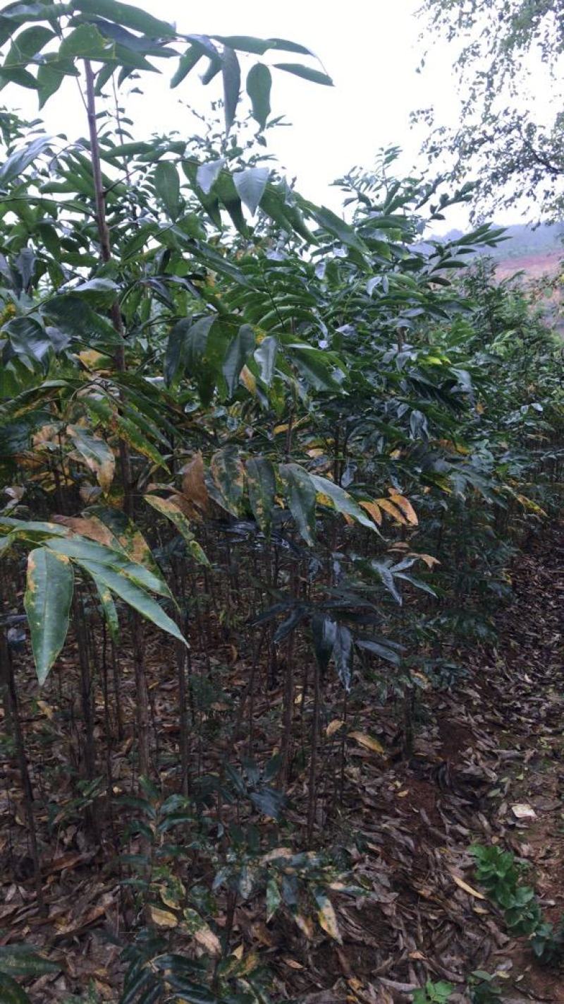 江西绿化苗木无患子基地