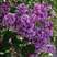 优质紫丁香暴马丁香白丁香树籽散装观花风景树绿化植物林木