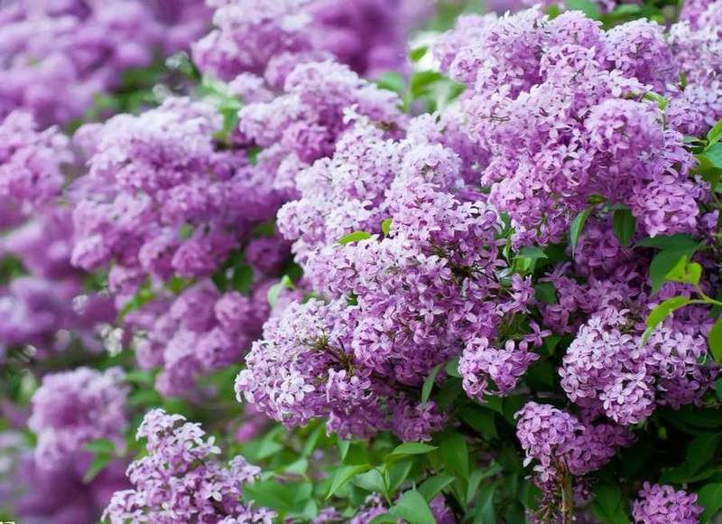 优质紫丁香暴马丁香白丁香树籽散装观花风景树绿化植物林木