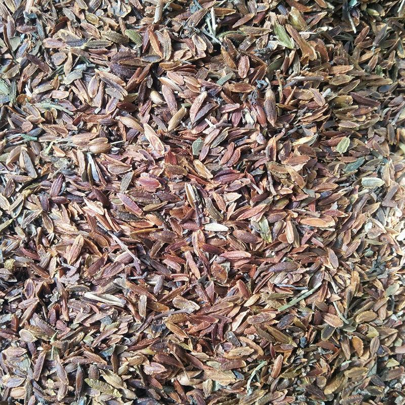 优质紫丁香暴马丁香白丁香树籽散装观花风景树绿化植物林木