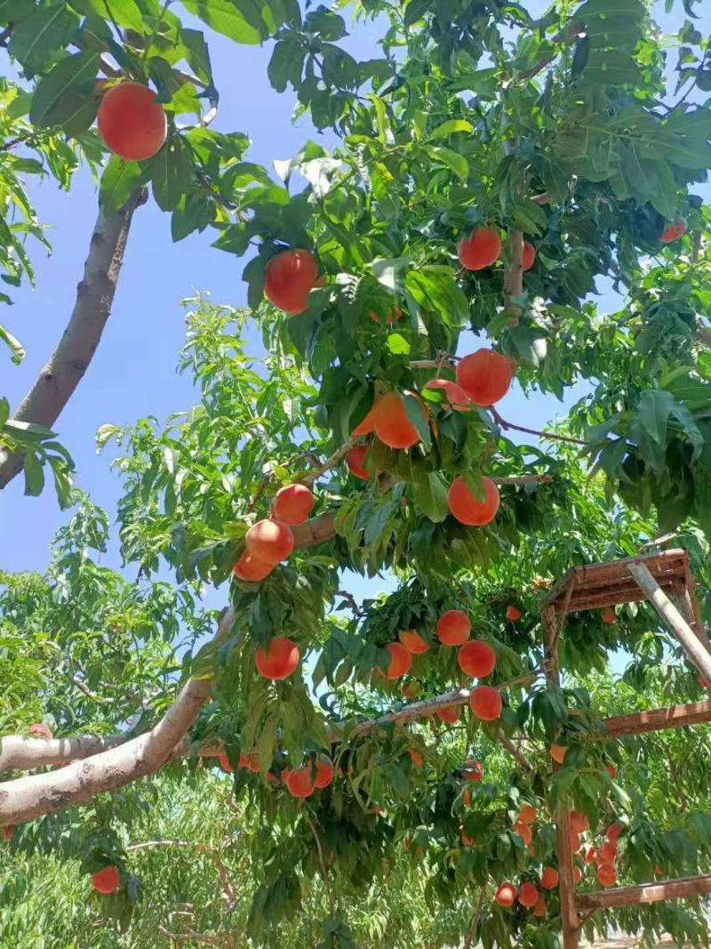 秦安蜜桃，全国闻名