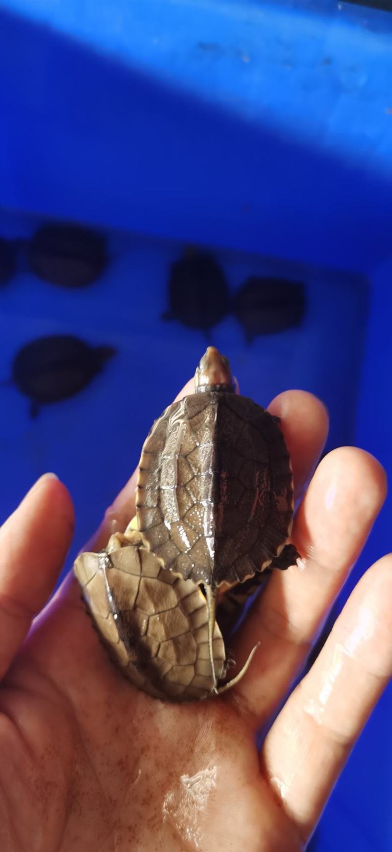 南石金钱龟苗，，乌龟，9克至15克