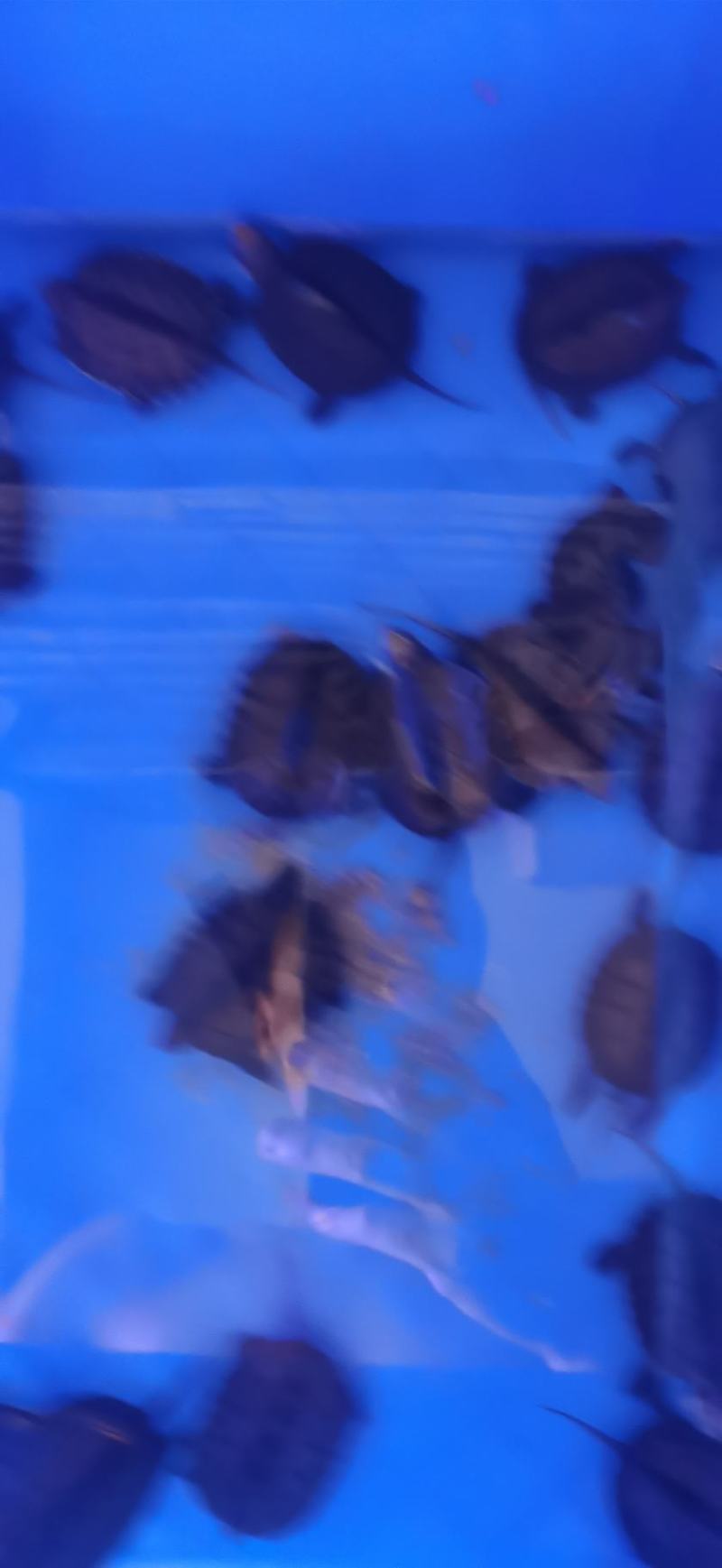 南石金钱龟苗，，乌龟，9克至15克