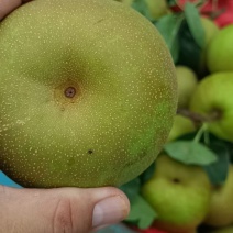 翠冠梨脆甜多汁大量上货一手货源对接全国发货