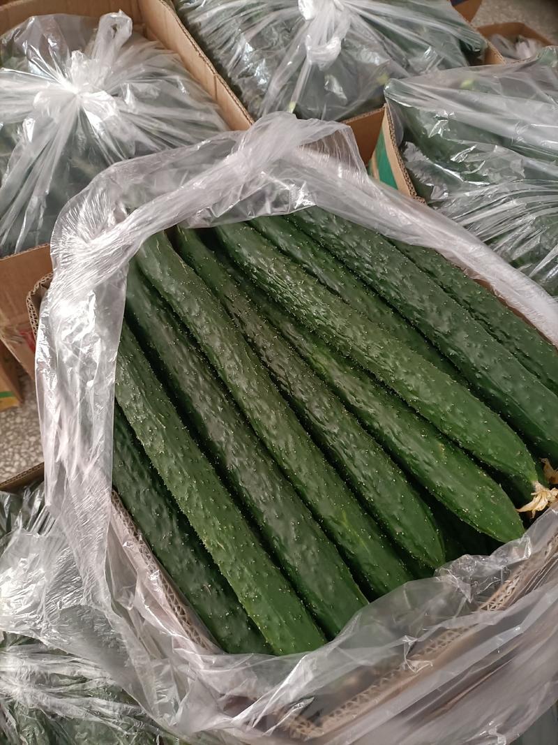 安徽省亳州市油黄瓜带刺黄瓜希望广大的客户前来购买