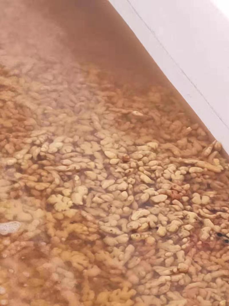 泡姜！云南罗平优质小黄姜，工厂直销，品质优，价格美丽