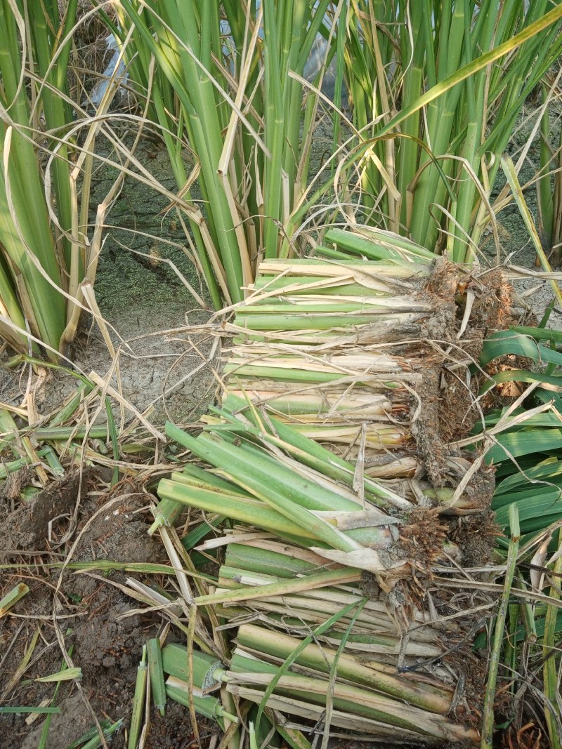 莲蓬苗，特大子莲种苗，芙蓉莲，一斤三个，40子以上，