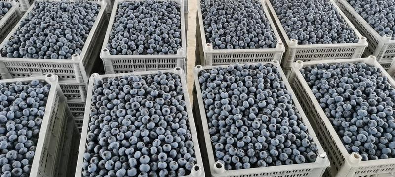 辽宁丹东【陆地】蓝莓大量上市全国代发欢迎来电咨询