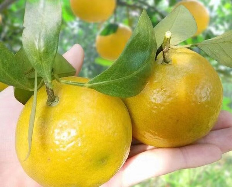 富川县贡柑，又称皇帝柑。桔子美味，相约富川，不催熟，现摘