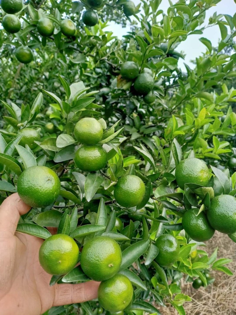 清香桔美味，相约富川，不催熟，不打蜡，现摘现发