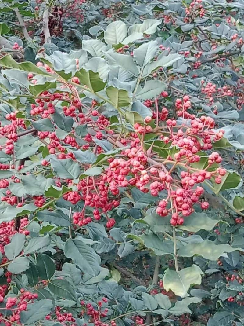 陕西凤县，大红袍花椒已经上市，花椒颗粒饱满，色泽鲜艳！