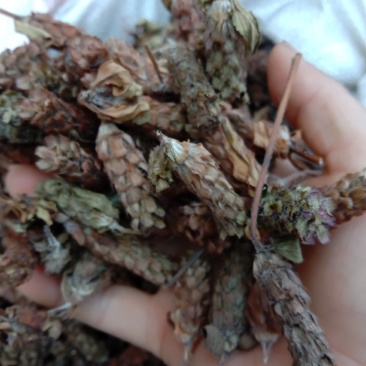 夏枯球，全球，大货大量供应，颜色漂亮，欢迎你的订购