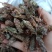 夏枯球，全球，大货大量供应，颜色漂亮，欢迎你的订购