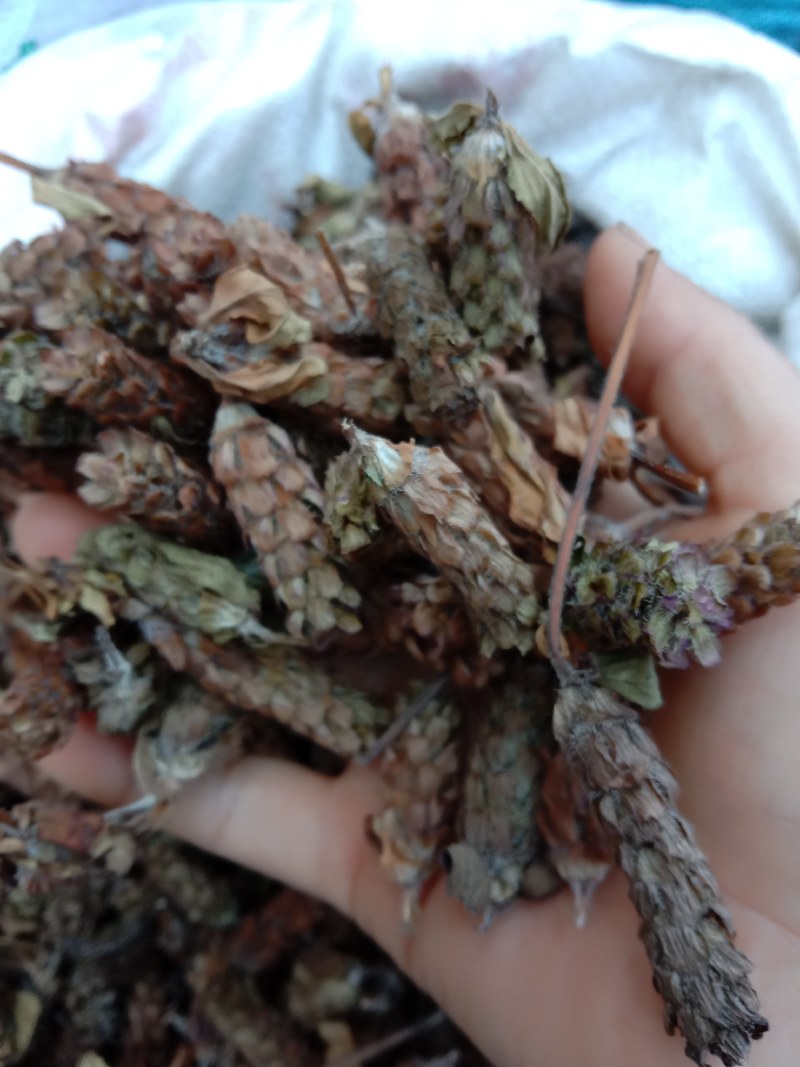 夏枯球，全球，大货大量供应，颜色漂亮，欢迎你的订购