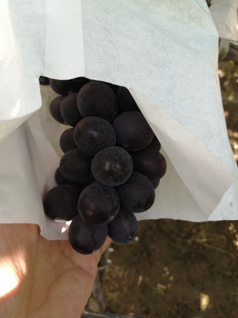 早熟葡萄，颗粒饱满，颜色纯正，