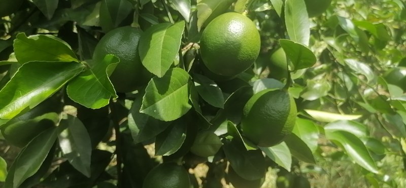 青柠檬