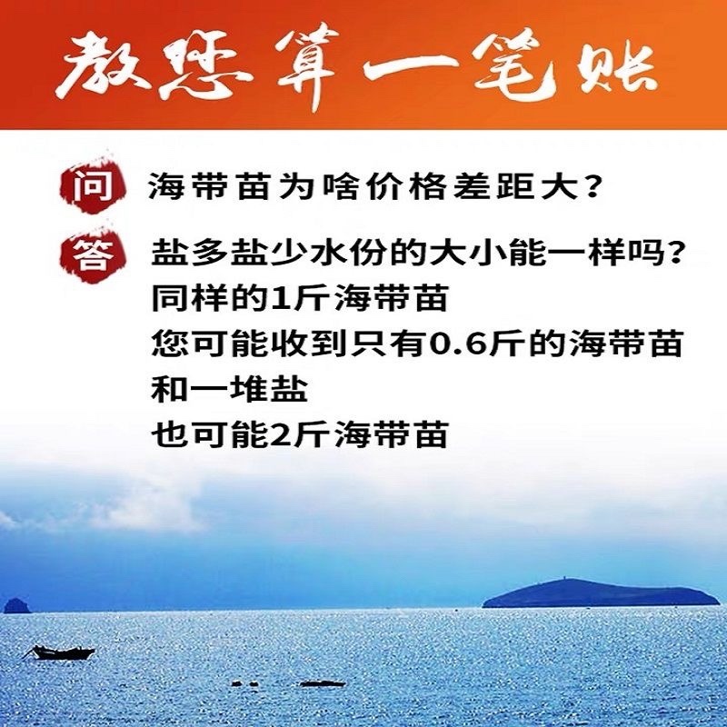 新鲜盐渍海带1斤
