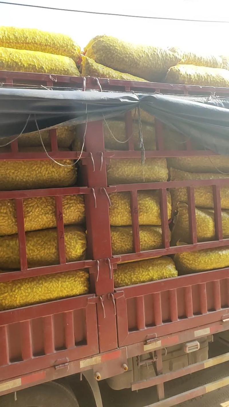 精品鲜花生，大白沙小白沙湿花生过筛子手选果电商市场大量