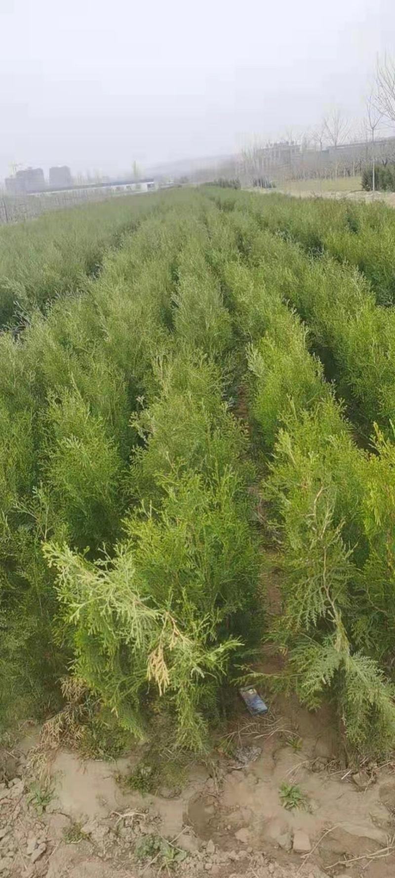 侧柏，各种规格杯苗侧柏，土球苗侧柏，高度0.2-2米高
