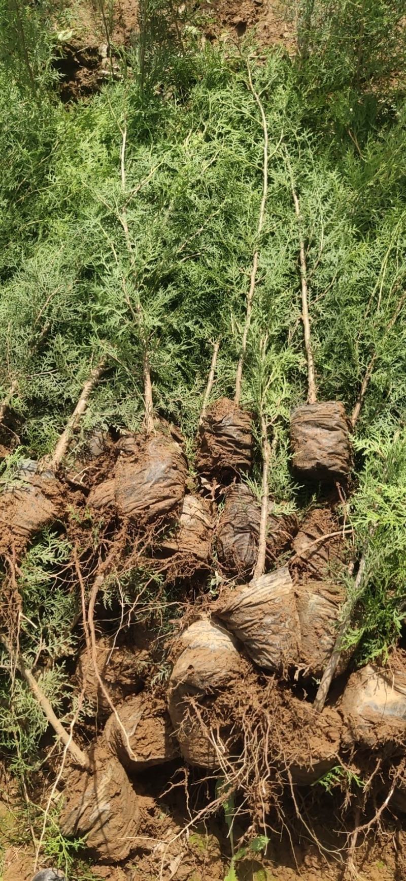侧柏，各种规格杯苗侧柏，土球苗侧柏，高度0.2-2米高