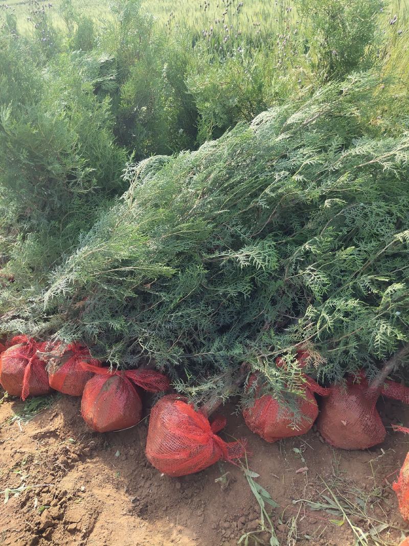 侧柏，各种规格杯苗侧柏，土球苗侧柏，高度0.2-2米高