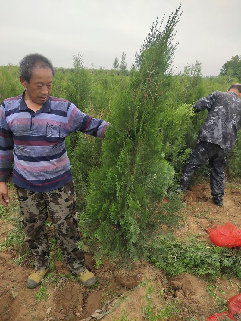 侧柏，各种规格杯苗侧柏，土球苗侧柏，高度0.2-2米高