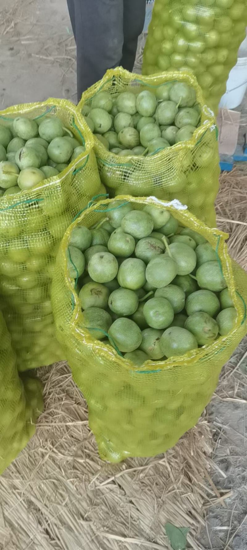 青皮核桃
