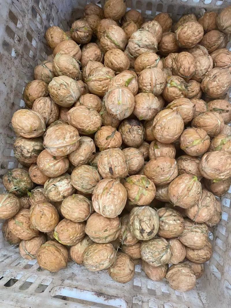 青皮核桃