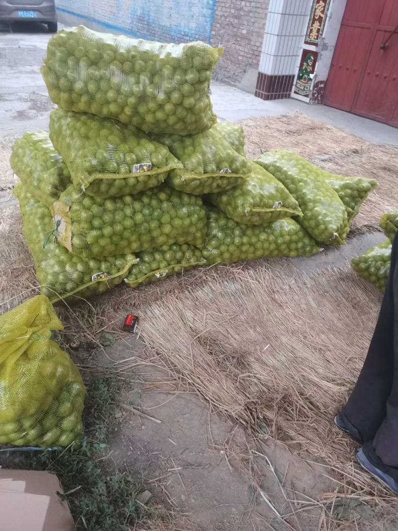青皮核桃