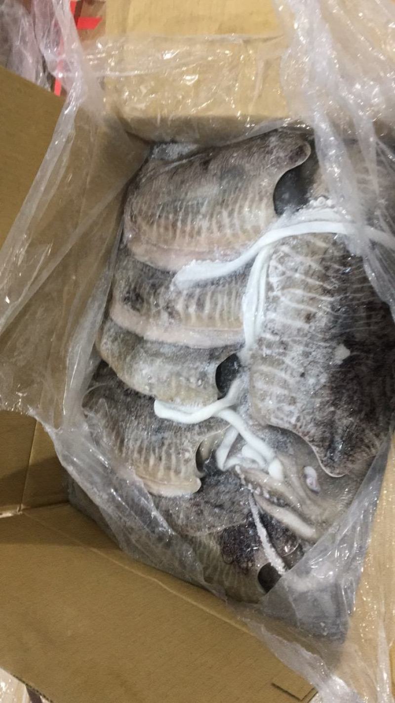 马来西亚墨鱼