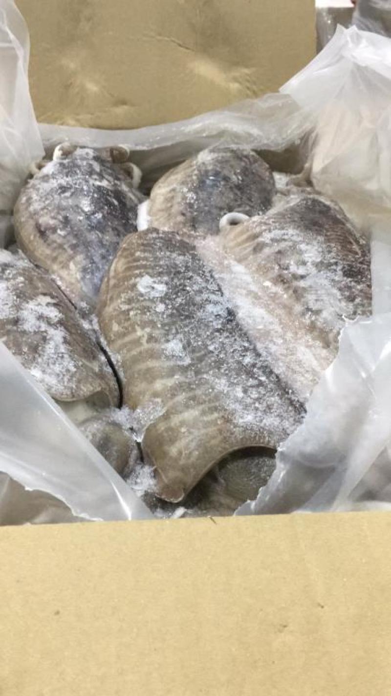 马来西亚墨鱼