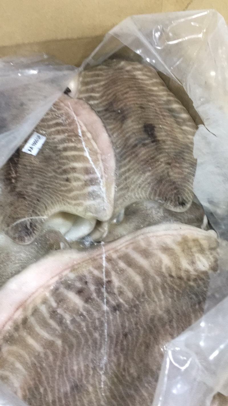 马来西亚墨鱼