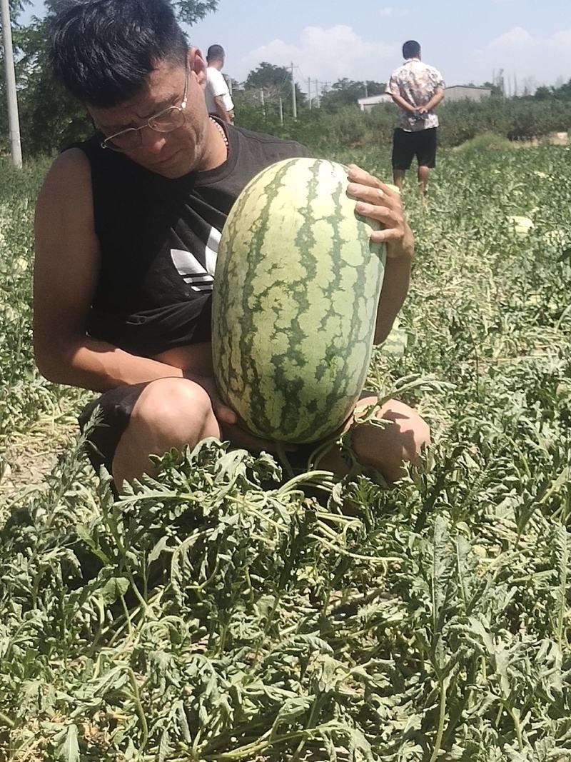 宁夏石头瓜全国代发一手货源保质保量