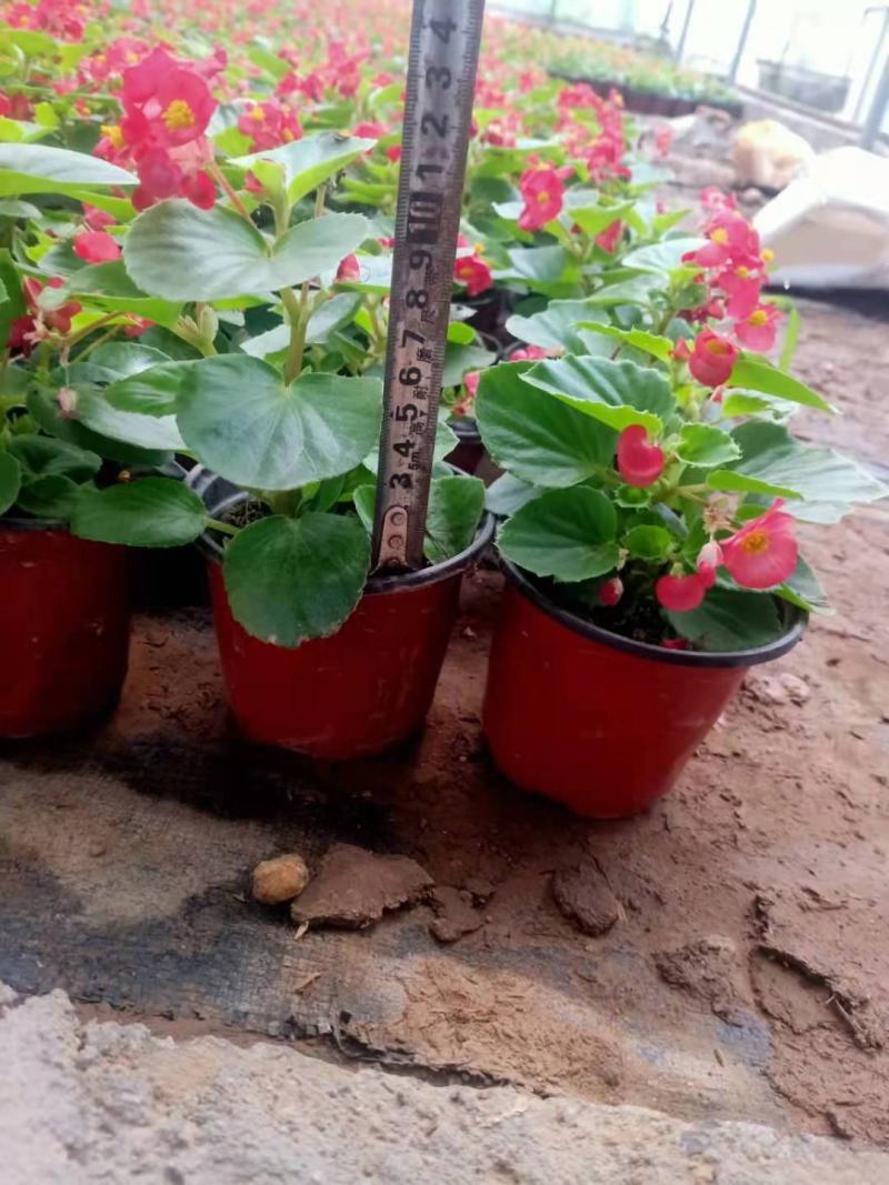 四季海棠大小杯都有苗圃发货，需要的老板带量询价