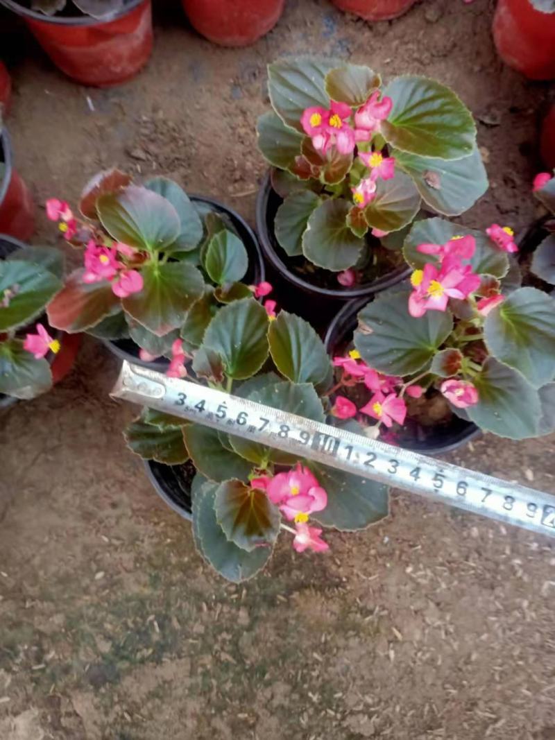 四季海棠大小杯都有苗圃发货，需要的老板带量询价