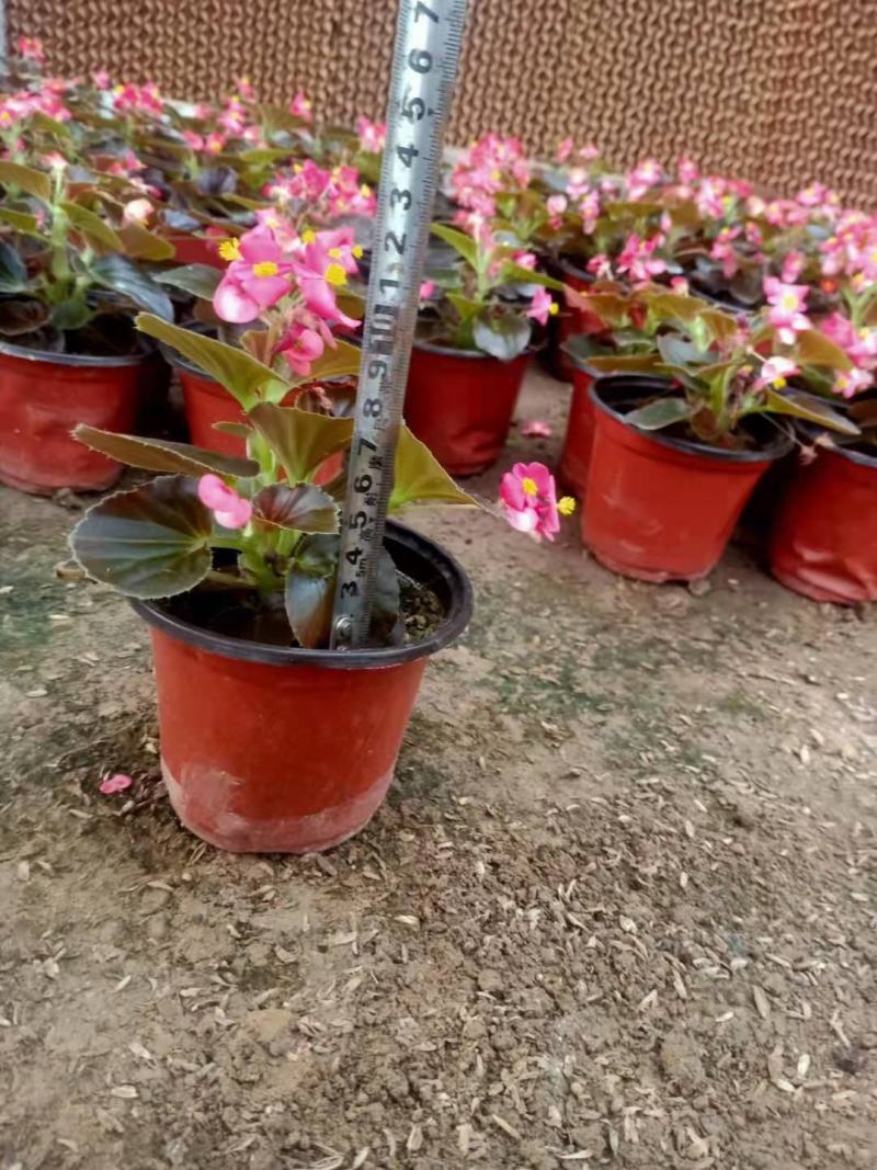 四季海棠大小杯都有苗圃发货，需要的老板带量询价